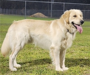 Father of the English Cream Golden Retriever puppies born on 03/31/2025