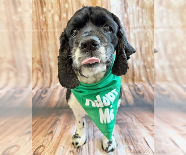 Medium Photo #12 Cocker Spaniel Puppy For Sale in Arlington, VA, USA