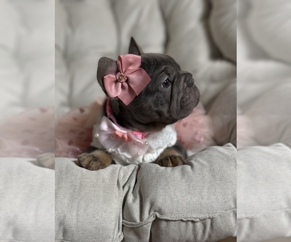 Medium Photo #5 French Bulldog Puppy For Sale in MC GRAW, NY, USA