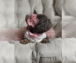 Small #4 French Bulldog