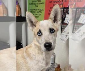 Siberian Husky-Unknown Mix Dogs for adoption in Bakersfield, CA, USA