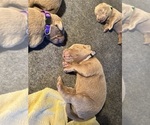BREWERS UECKER - Female Labrador Retriever Puppy for Sale - Photo #6