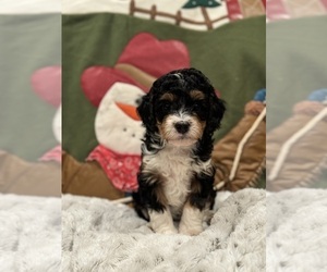 Miniature Bernedoodle Puppy for sale in ANGOLA, NY, USA