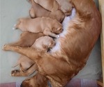 Small Photo #13 Golden Retriever Puppy For Sale in DULUTH, MN, USA