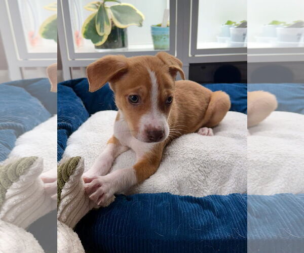 Medium Photo #4 Australian Shepherd-Unknown Mix Puppy For Sale in Denver , CO, USA