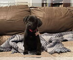 Small #6 Labrador Retriever