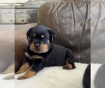 Small #44 Rottweiler