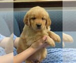 Small Photo #1 Golden Retriever Puppy For Sale in MECHANICSVILLE, MD, USA