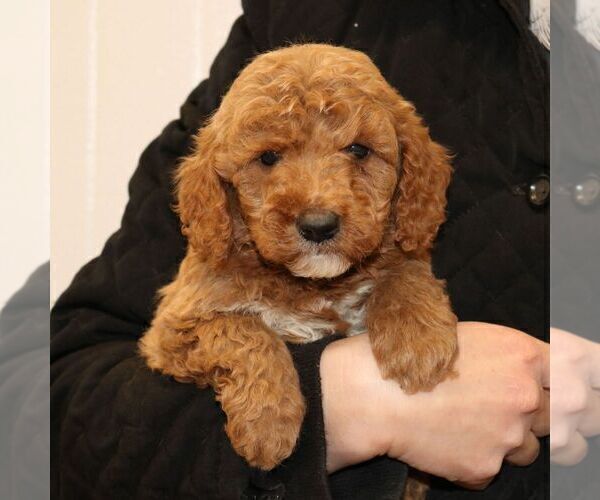 Medium Photo #2 Goldendoodle (Miniature) Puppy For Sale in EPHRATA, PA, USA