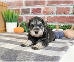 Small #2 Schnauzer (Miniature)