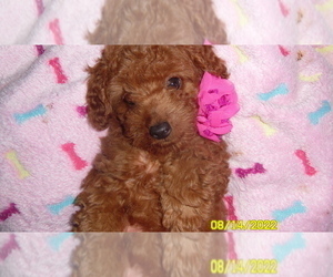Poodle (Miniature) Puppy for sale in DULUTH, GA, USA