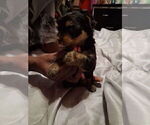 Puppy Ziggy Yorkshire Terrier