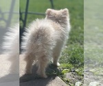 Small Photo #3 Pomeranian Puppy For Sale in WOODSTOCK, IL, USA