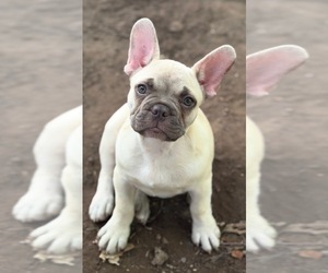 French Bulldog Puppy for sale in CUSHING, OK, USA