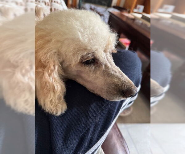 Medium Photo #2 Poodle (Miniature) Puppy For Sale in Mukwonago, WI, USA