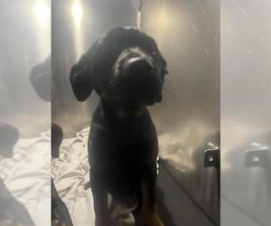 Rottweiler-Unknown Mix Dogs for adoption in San Antonio, TX, USA