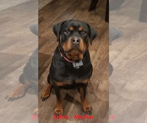 Mother of the Rottweiler puppies born on 11/24/2021