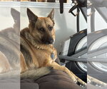 Small #3 German Shepherd Dog