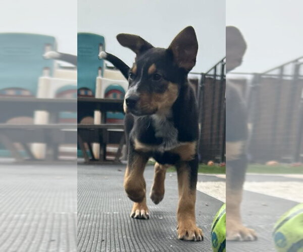 Medium Photo #14 Mutt Puppy For Sale in Highland, IL, USA