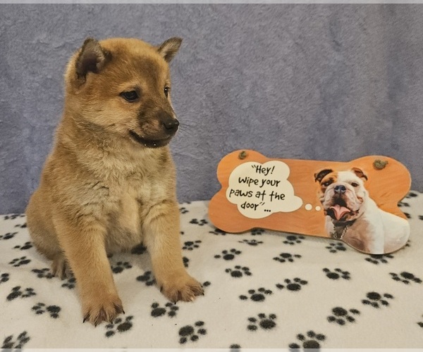 Medium Photo #4 Shiba Inu Puppy For Sale in EDINA, MO, USA
