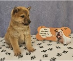 Small Photo #4 Shiba Inu Puppy For Sale in EDINA, MO, USA