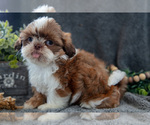 Small #1 Shih Tzu
