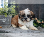 Puppy Arthur Shih Tzu