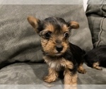 Small Photo #3 Yorkshire Terrier Puppy For Sale in GOLDEN, CO, USA