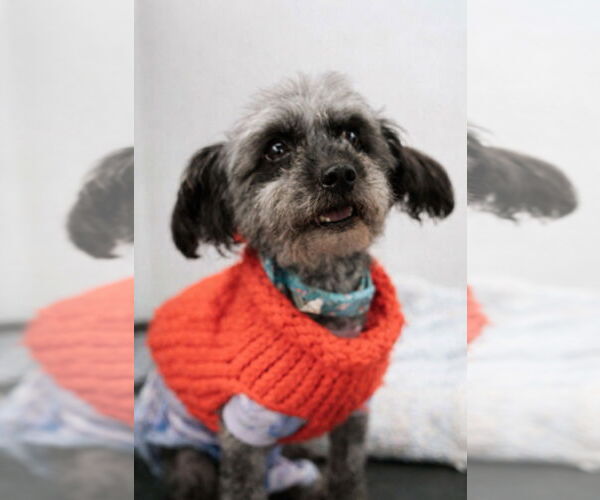 Medium Photo #1 Poodle (Standard)-Unknown Mix Puppy For Sale in Visalia, CA, USA