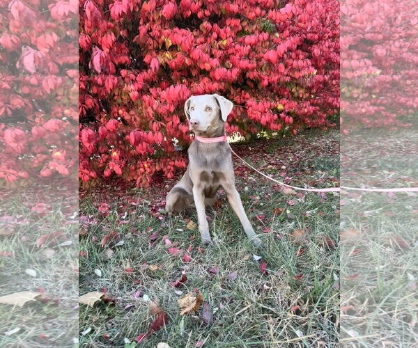 Medium Photo #4 Labrador Retriever-Whippet Mix Puppy For Sale in Columbus, IN, USA