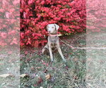 Small #3 Labrador Retriever-Whippet Mix