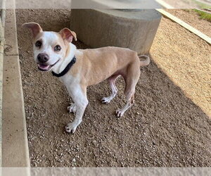 Italian Greyhound-Unknown Mix Dogs for adoption in Plano, TX, USA