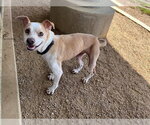 Small Italian Greyhound Mix