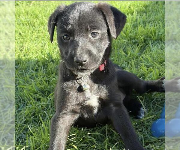 Medium Photo #2 Colonial Cocker Spaniel-Poodle (Miniature) Mix Puppy For Sale in San Diego, CA, USA