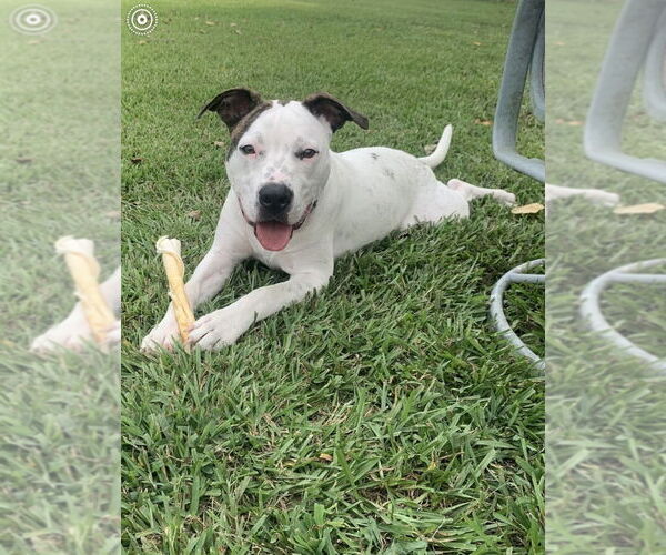 Medium Photo #2 American Pit Bull Terrier-Unknown Mix Puppy For Sale in Oakhurst, NJ, USA