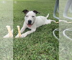 Small #1 American Pit Bull Terrier Mix