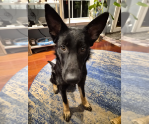 German Shepherd Dog Dogs for adoption in Mt. Airy, MD, USA