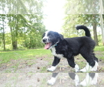Puppy Rocky Aussiedoodle