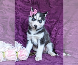 Siberian Husky Puppy for sale in CHRISTIANA, PA, USA