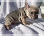 Puppy 1 French Bulldog
