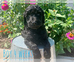 Small Photo #2 Double Doodle Puppy For Sale in TOCCOA, GA, USA