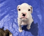Small Photo #14 Boxer Puppy For Sale in EAST FISHKILL, NY, USA