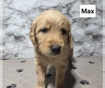 Small #7 Golden Retriever