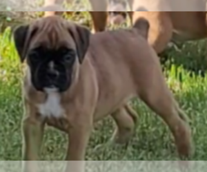 Boxer Puppy for sale in MAE, WA, USA