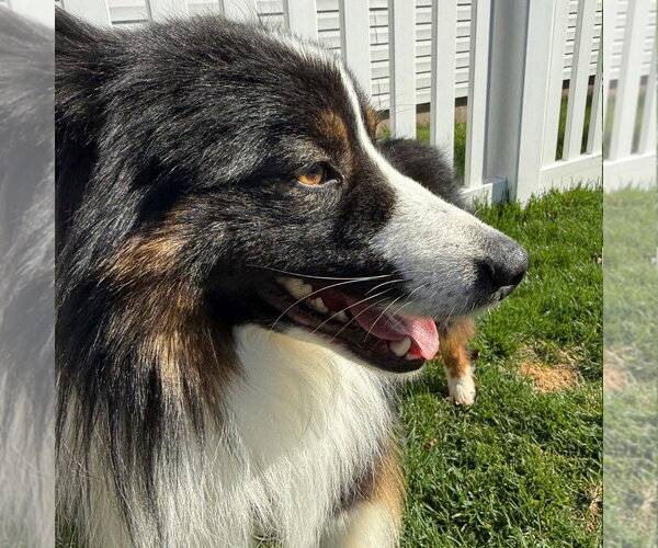 Medium Photo #3 Australian Shepherd Puppy For Sale in Canton, CT, USA