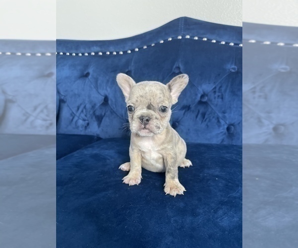 Medium Photo #38 French Bulldog Puppy For Sale in LONG BEACH, CA, USA