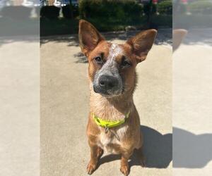Mutt Dogs for adoption in Sacramento, CA, USA