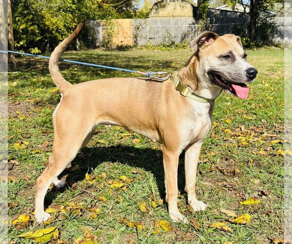 Medium Photo #3 Bullboxer Pit Puppy For Sale in Germantown, OH, USA