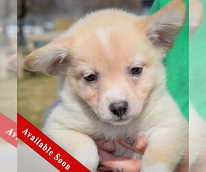 Chihuahua-Unknown Mix Dogs for adoption in Huntley, IL, USA