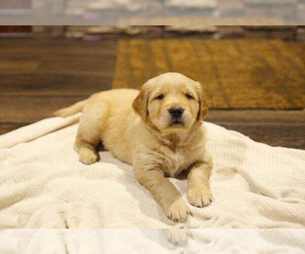Medium Photo #5 Golden Retriever Puppy For Sale in VANCOUVER, WA, USA